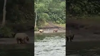медвежатина в пути