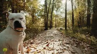 Осень — Унылая пора, очей очарованье ...  \   Autumn - A sad time, the charm of the eyes ...
