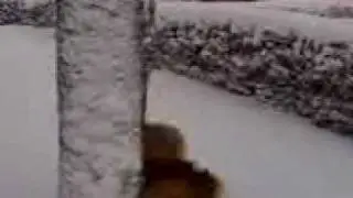 Dante in the snow