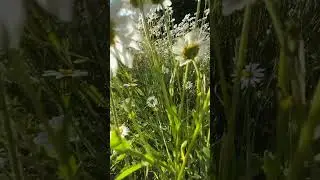 Жизнь проходит,как всё успеть и ни о чем не жалеть в конце жизни?