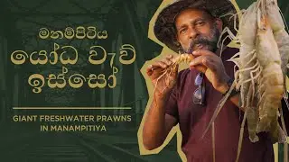 මනම්පිටිය යෝධ වැව් ඉස්සෝ | Giant Freshwater Prawns in Manampitiya