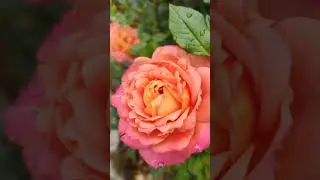 Роза Бриоза (Briosa) в моем саду 