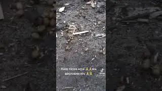 Киев после ночи