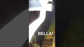 A Daring Rescue 🐱🐦🫨