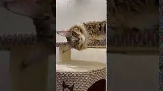 Когтеточка домик для кошки ЛФ-18 увеличенный для КУНА