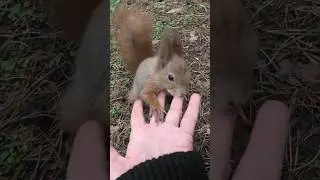 Осторожно! Ручные белки иногда кусаются 