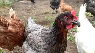 Курица любимица , чешский доминант