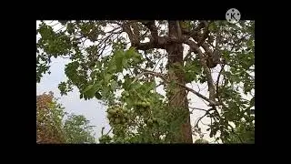 infinix hot 9 picture🖼️ 1080p camera📷s 🌳 fruits🍍🍎🍓🍇