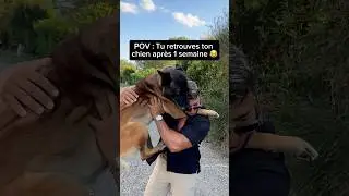 Ça c’est un véritable amour 🥹🥰 #chien #nino #malinois #amour