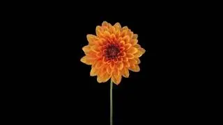 Flower rising in Time Lapse - No copyright