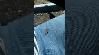 В траве сидел кузнечик...
