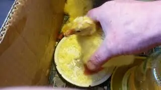 А у нас гусята!