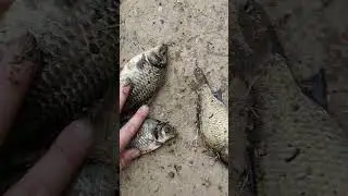 На рыбалке мой сегодняшний улов рыбы 