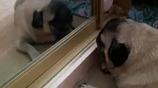 Мопс кушает Ребро