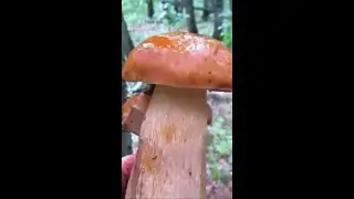 Грибы. Мокрые от дождя