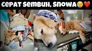 CEPAT SEMBUH, SNOWA 😢❤️