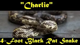 Black Rat Snake on my deck