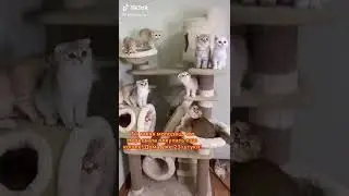 котики в тик ток