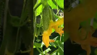 Вторая жизнь огурцов с чудо коктейлем!