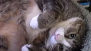 Cute Purring Cat