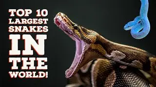 Top 10 Largest Snakes In The World