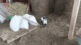 Козлик и козочка Лилу Артур