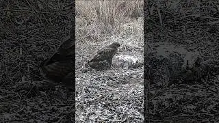 Mäusebussard Buteo buteo