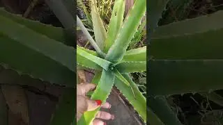 Bastu ki anusar #shorts #shortvideo #bastusastra