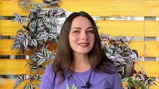 13: Bonus | Houseplant Guide for Beginners | PLANT CRASH COURSE