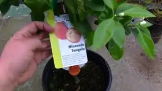 Growing Minneola Tangelo Tree