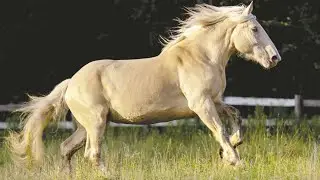 American Cream Horses | Draft Blonde Beauties