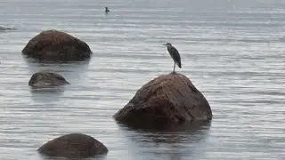 #финскийзалив