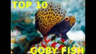 💓🐠🐟TOP 10 MARINE GOBY FISH AMAZING FISH¡¡💓🐠🐟