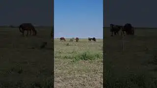 Жылқылар жайылымда #youtubeshorts #horse #жылқы #айғыр #қазақстан