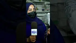 طوطی زیبای خاکستری در کوچه کاه فروشی - #Shorts
