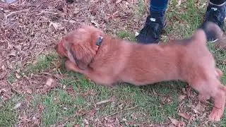 Tan myasthenia gravis pup 11 7 2020