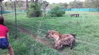 HIENA NOISE WAITING TO EAT (SOUND ON!)