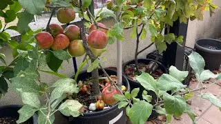 COMO CULTIVAR MANZANAS EN CASA