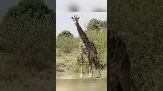 Малоизвестные Факты о Жирафах: Всё, Что Вы Хотели Узнать #животные #animals #шортс#рекомендации