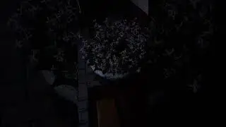 Цветение матиолы Июнь 2023