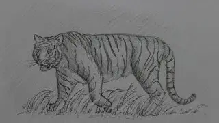 Как нарисовать тигра. Wie man einen Tiger zeichnet