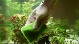 Чем почистить стекло аквариума от водорослей.