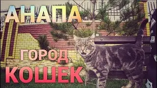 Анапа - город кошек.