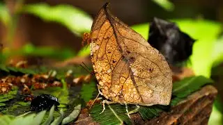 Coenophlebia archidona 240 fps