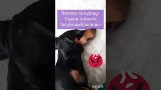 Мысли Тиши в три часа ночи #taksa#mrbeast#а4#животные#собака#dog#tisha#мысли#