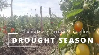 Tomato Farming within the Drought Season