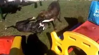 bull arab x and mastiff x wrestling dogs14042010047.mp4