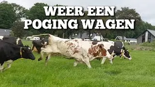 We proberen het gewoon weer!!! | Boer Gerrit vlogt