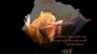 The Rose (with Rose Quotes) HD
