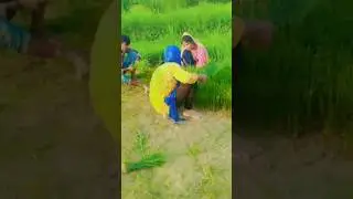 Dhan ki kheti...😊😍😊